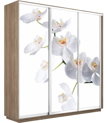 Шкаф 3-дверный Экспресс 1800х600х2200, Орхидея белая/дуб сонома во Владивостоке - изображение
