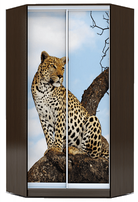 Угловой шкаф 2300х1103, ХИТ У-23-4-77-04, Леопард, венге аруба во Владивостоке - изображение